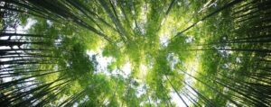 trees and leaves view