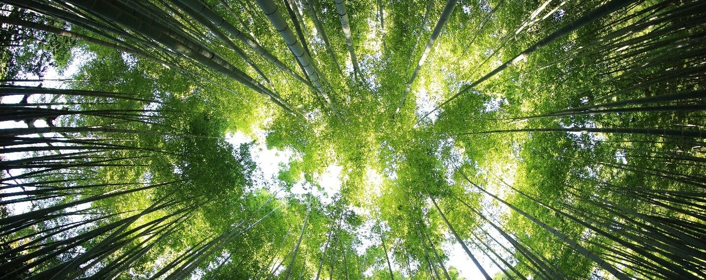 trees and leaves view